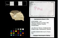 Foto (Objekt + Etikett) von Pithonoton marginatum (von Meyer, 1842)  (NHMW-GEO-2014-0194-0846)